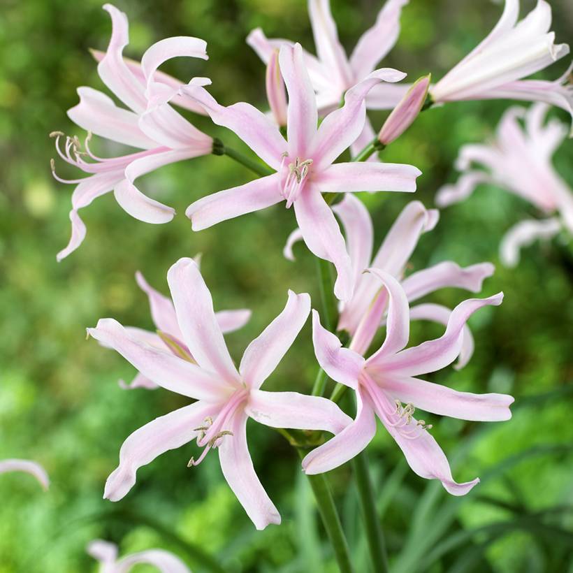 Promesse de Fleurs - Amarine belladiva Emanuelle - Nérine hybride Pot de 2L/3L calibre 12/14