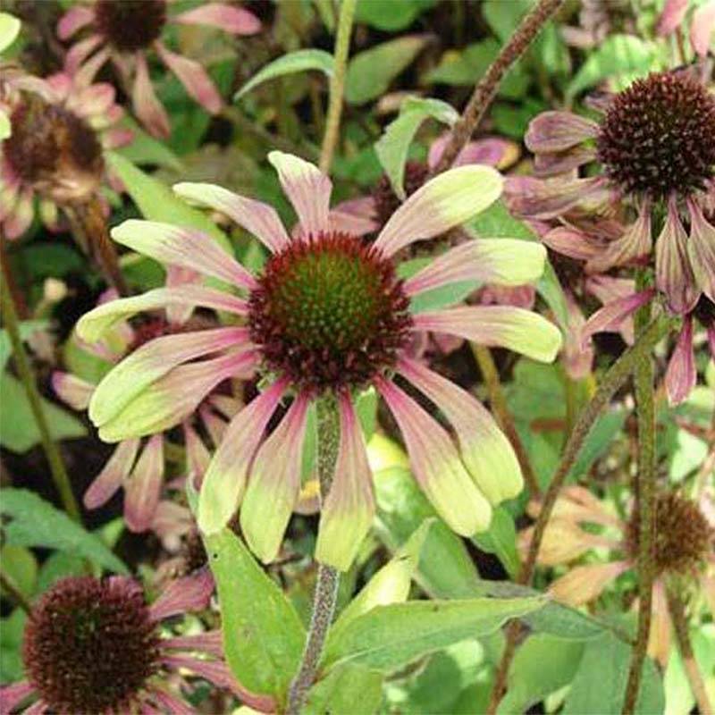 Promesse de Fleurs - Echinacea Green Twister - Echinacée Pot de 1,5L/2L