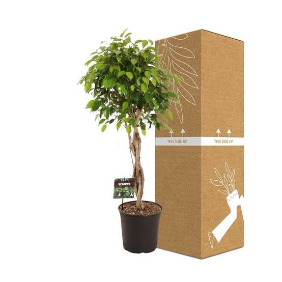 Ficus Benjamina Exotica - D27 H120cm - Image 3