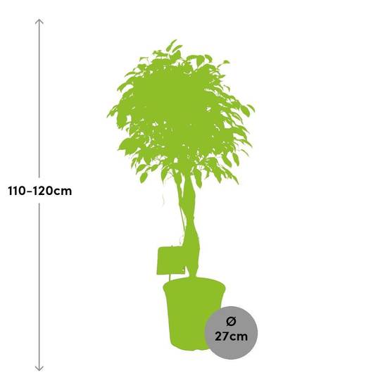 Ficus Benjamina Exotica - D27 H120cm - Image 2