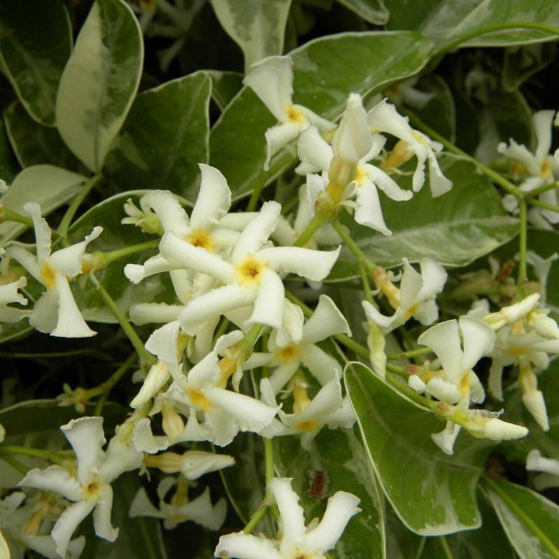 Jasmin étoilé Variegata à fleurs Blanche - feuillage Persistant - Pot de 3L - Echelle bambou 60/120 cm- hauteur à maturité De 3,00 m à 5,00 m - Image 1