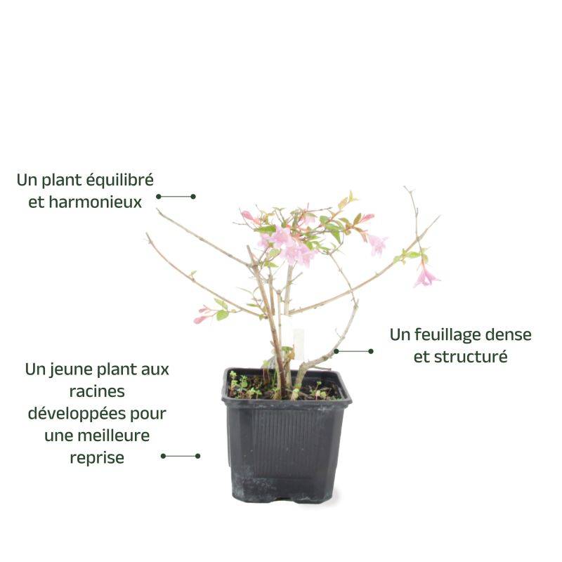 Abélia x grandiflora 'Edward Goucher' (Abelia x grandiflora 'Edward Goucher') - Godet - Taille 13/25cm - Pépinières Naudet - Image 3