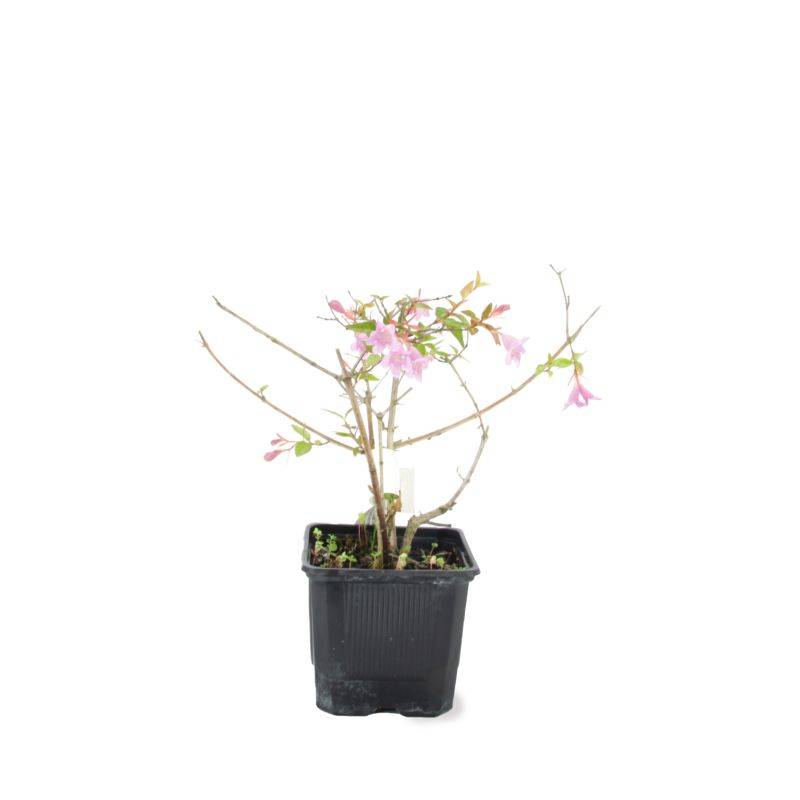 Abélia x grandiflora 'Edward Goucher' (Abelia x grandiflora 'Edward Goucher') - Godet - Taille 13/25cm - Pépinières Naudet - Image 2