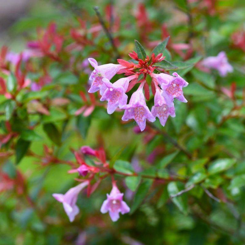 Abélia x grandiflora 'Edward Goucher' (Abelia x grandiflora 'Edward Goucher') - Godet - Taille 13/25cm - Pépinières Naudet - Image 1