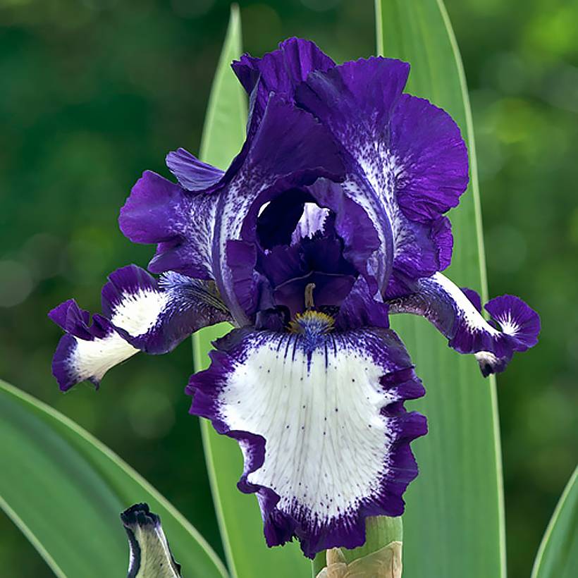 Promesse de Fleurs - Iris germanica Stepping Out - Iris des Jardins  Rhizome, Calibre 4/6