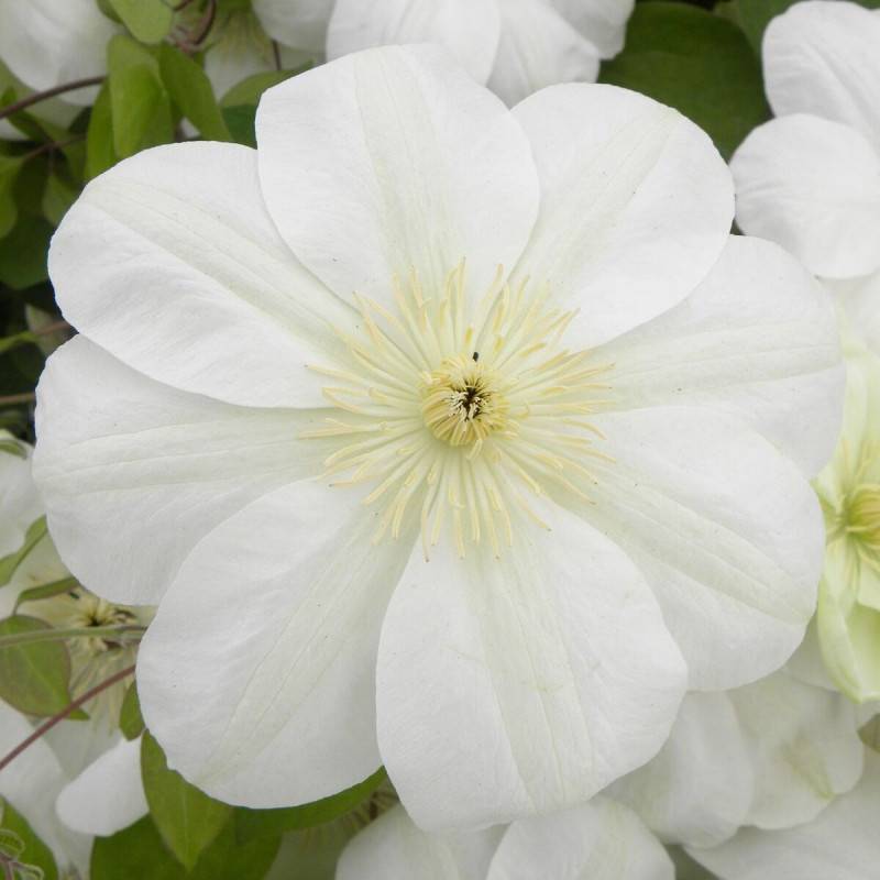 Clématite Guernsey Cream à fleurs Blanche - feuillage Caduc - Godet - 5/20 cm-  hauteur à maturité De 2,00 m à 2,50 m - Image 5