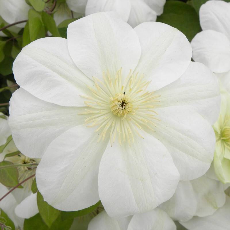 Clématite Guernsey Cream à fleurs Blanche - feuillage Caduc - Godet - 5/20 cm-  hauteur à maturité De 2,00 m à 2,50 m - Image 1