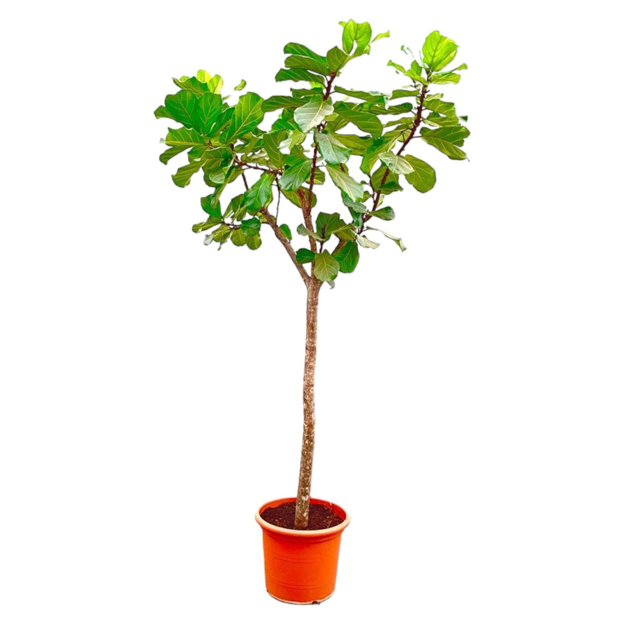 La Green Touch - Ficus Lyrata Arbre Xxxl - D45 H270cm - Image 1