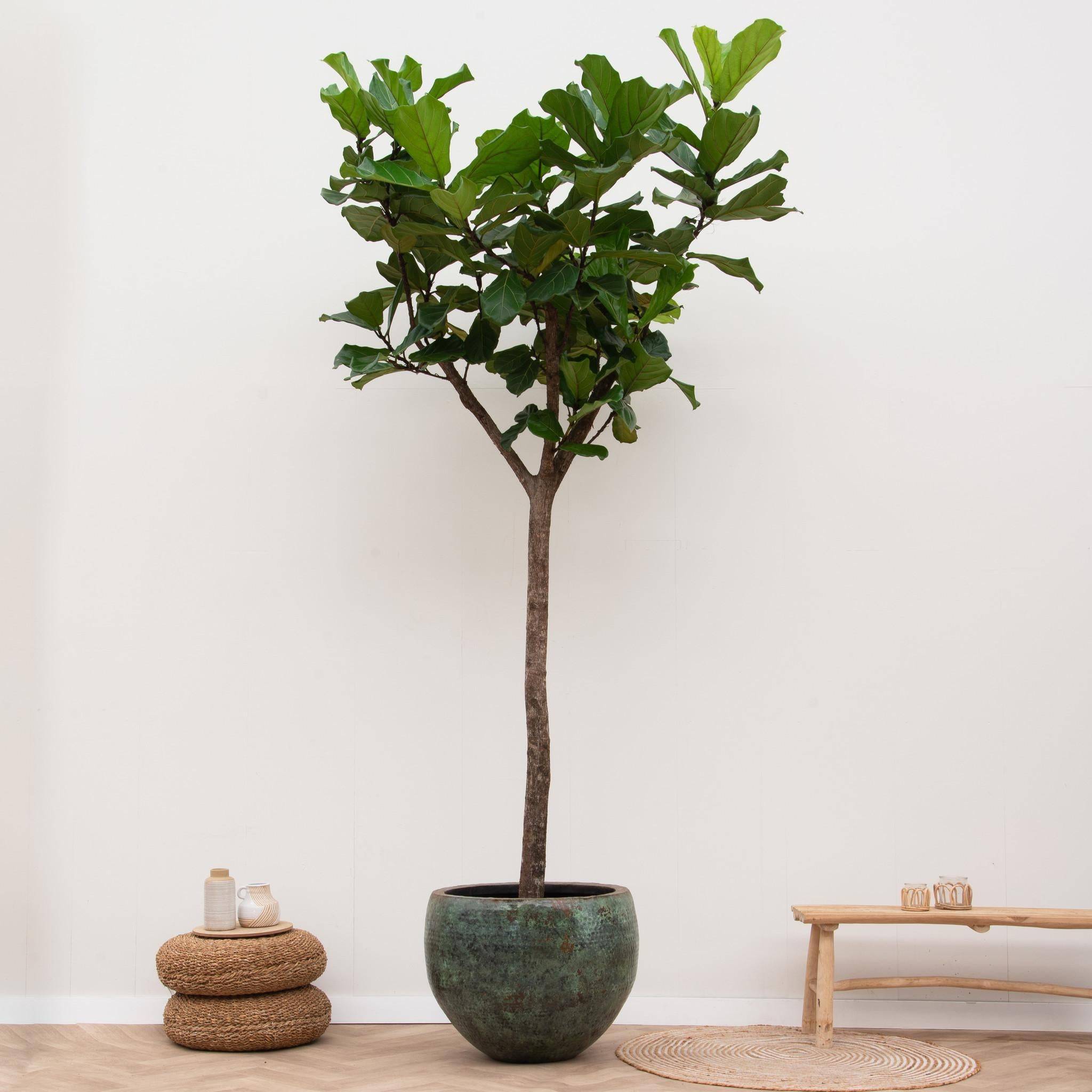 La Green Touch - Ficus Lyrata Arbre Xxxl - D45 H270cm - Image 2