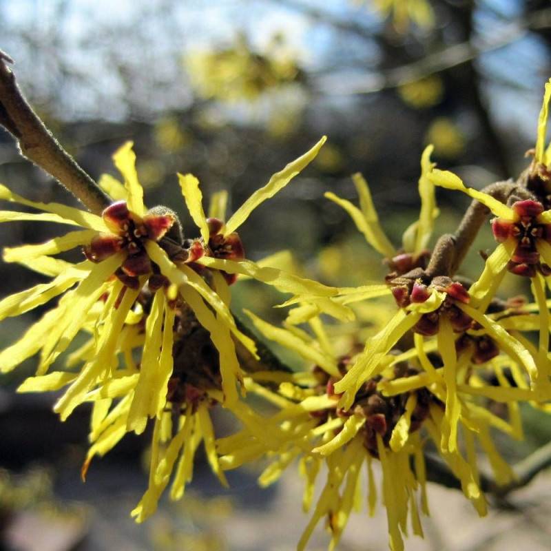Hamamélis Pallida, Noisetier de Sorcière à fleurs Jaune - feuillage Caduc - Pot de 4L - 40/60 cm- hauteur à maturité De 2,50 m à 3,00 m - Image 1