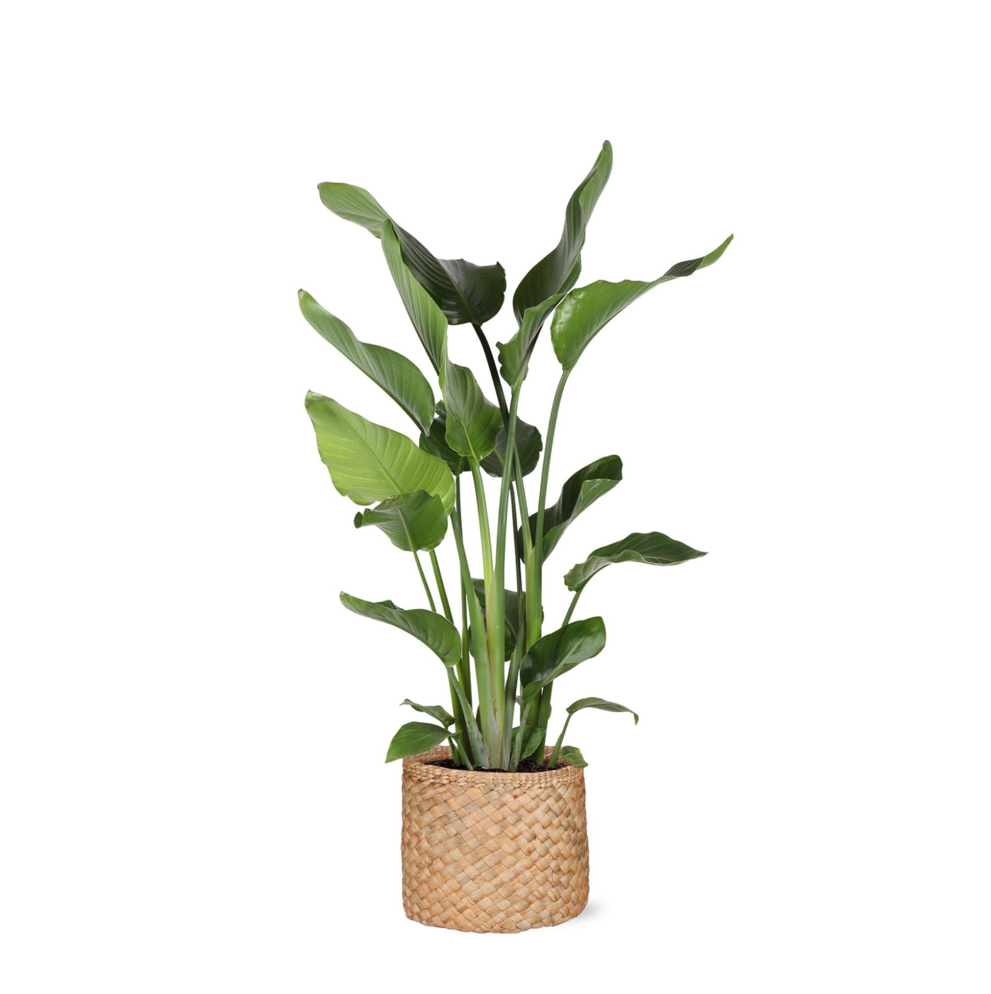 La Green Touch - Strelitzia Nicolai et son pot- La Green Touch Panier Naturel - Hauteur 120cm