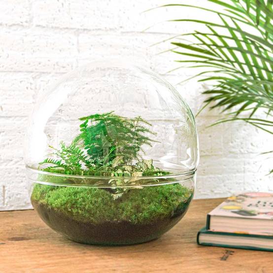 Diy Terrarium - D30 H30cm - Image 2