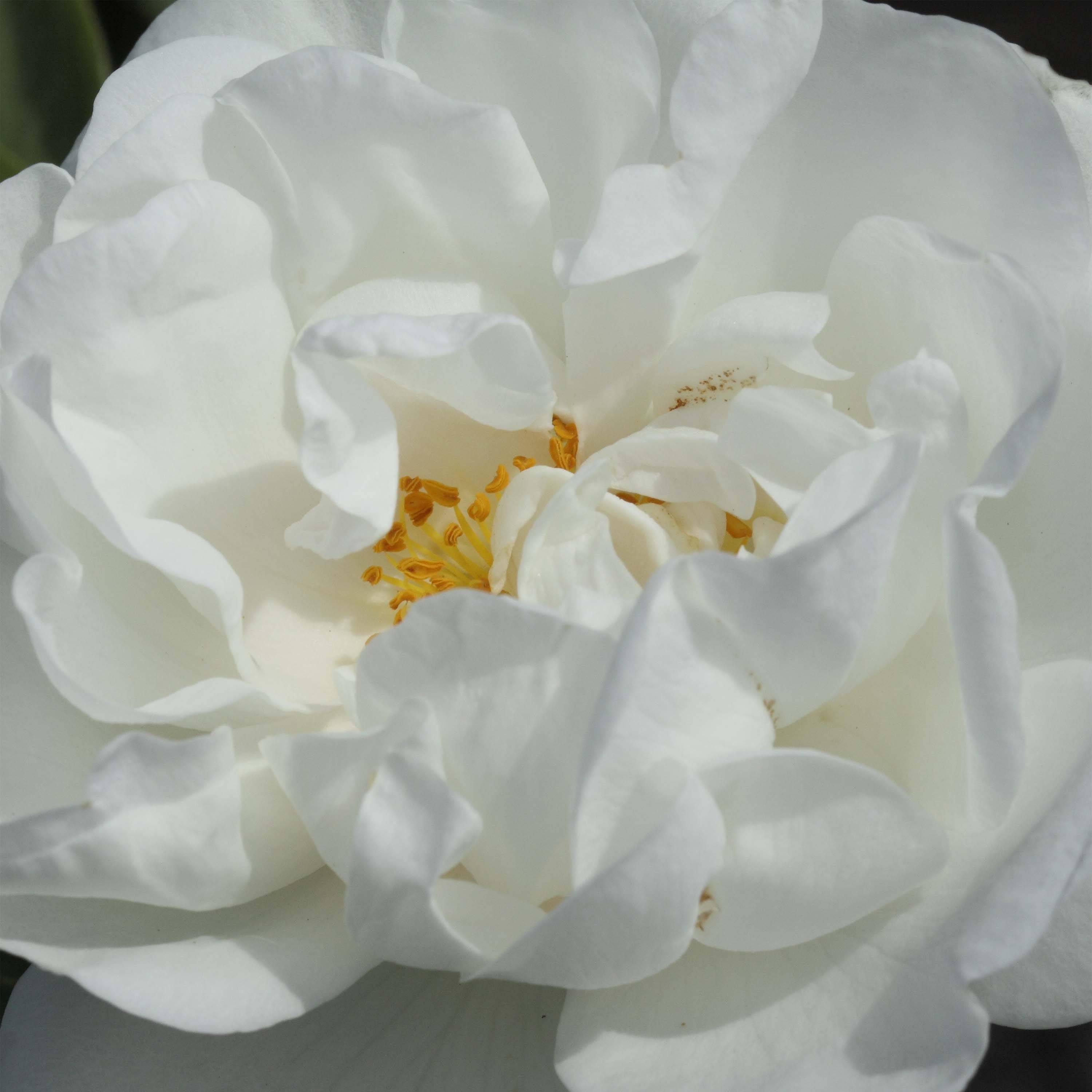 Promesse de Fleurs - Rosier ancien Alba Suaveolens Pot de 4L/5L