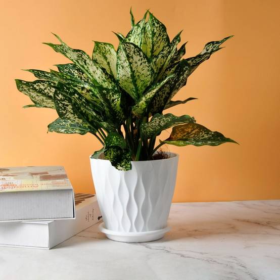 Pot de plante de 6 pouces - 5 pots pour intérieur et extérieur IntiMeg - Image 7
