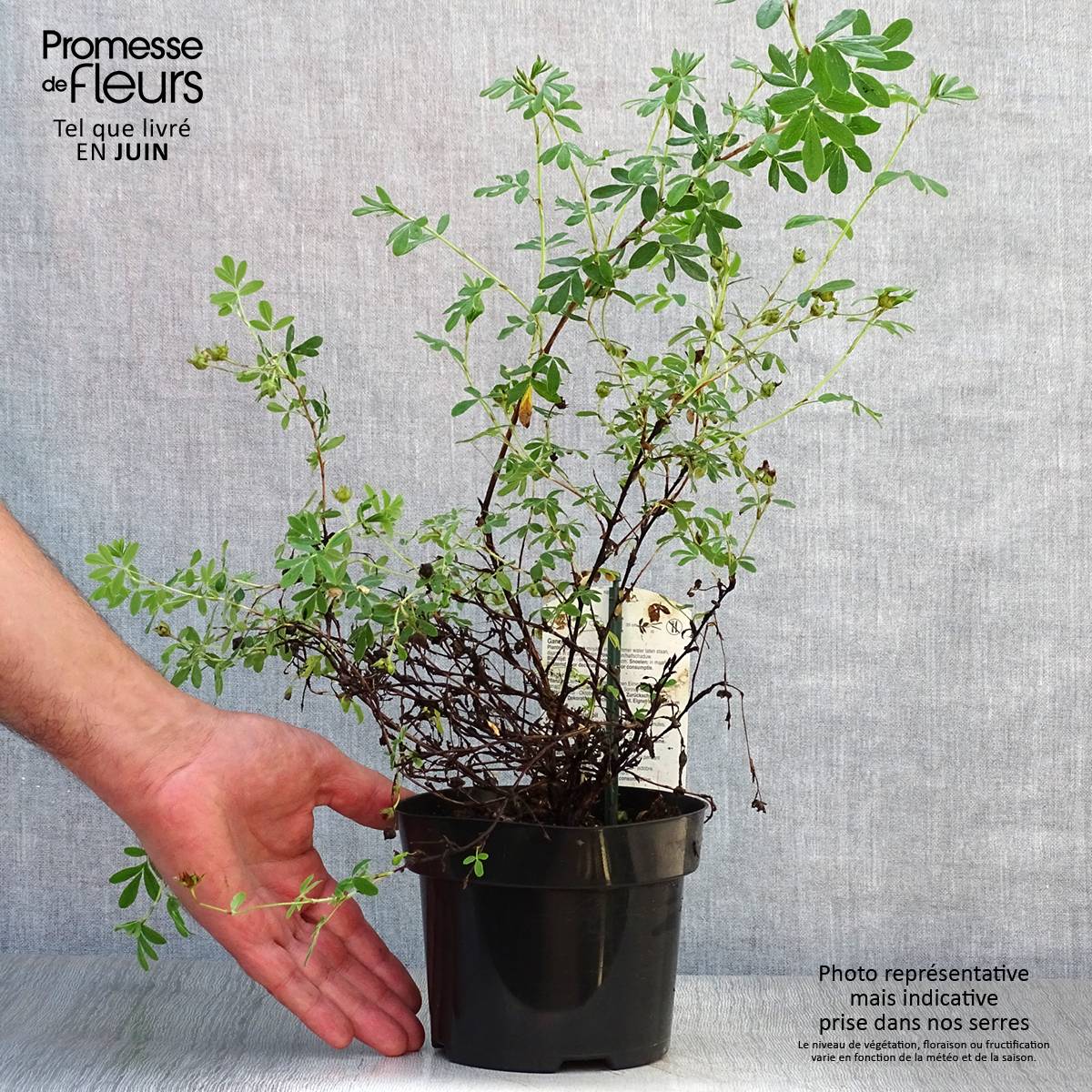 Promesse de Fleurs - Potentilla fruticosa Abbotswood- Potentille arbustive Pot de 1L/1,5L - Image 2