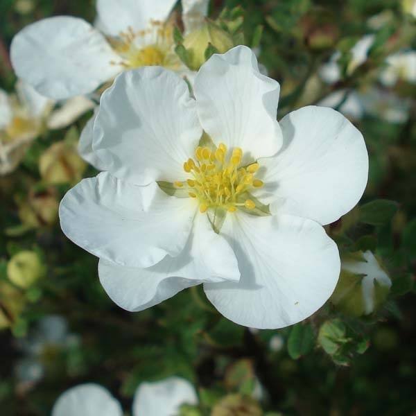 Promesse de Fleurs - Potentilla fruticosa Abbotswood- Potentille arbustive Pot de 1L/1,5L - Image 1