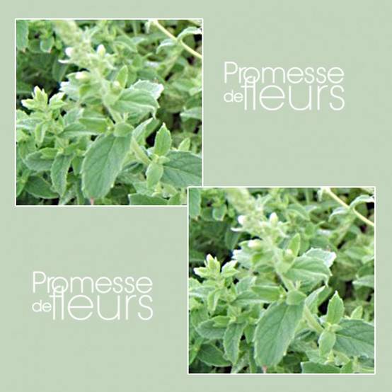 Promesse de Fleurs - Menthe tomentosa BIO Godet de 8/9 cm