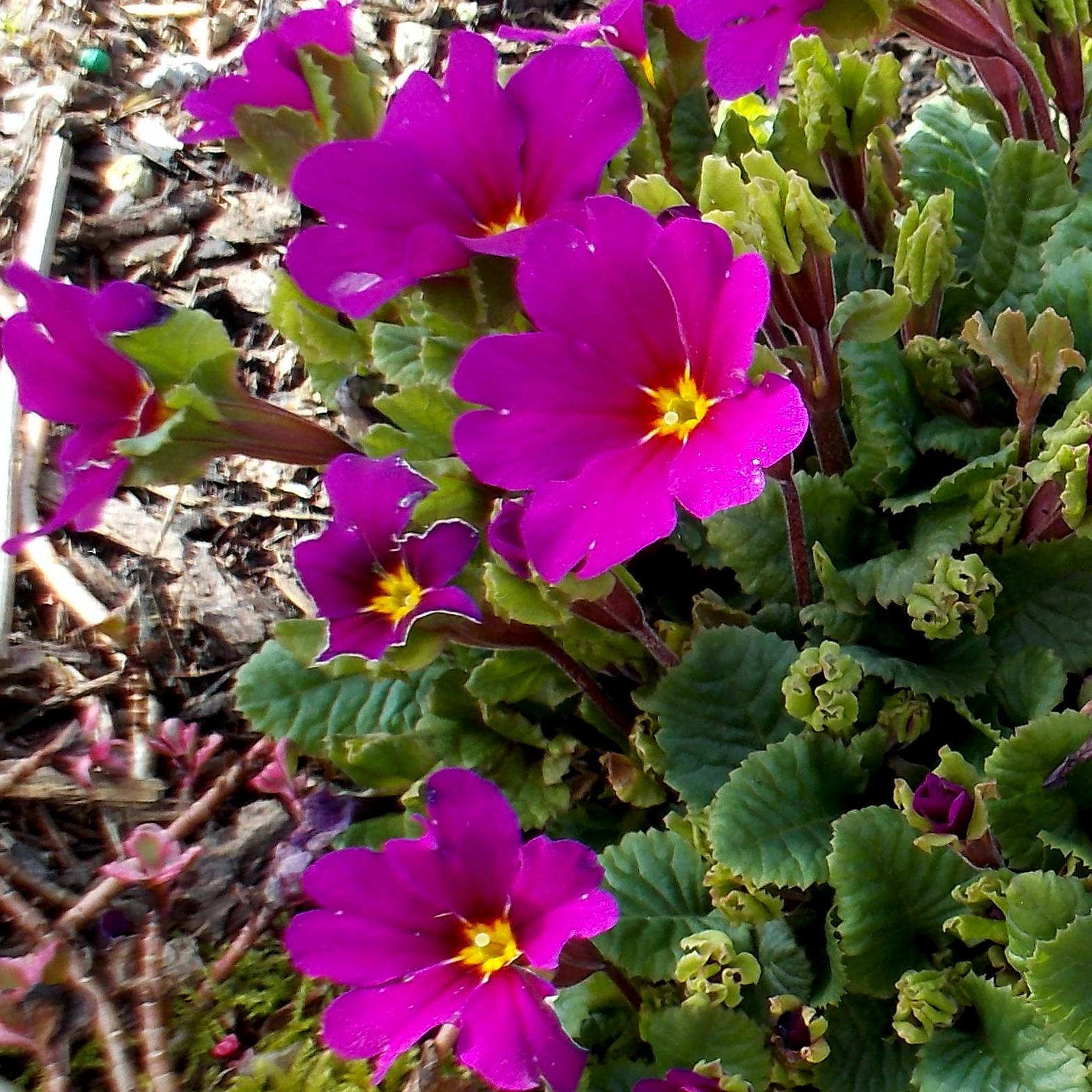 Primula juliae Wanda - Primevère vivace tapissante Godet de 8/9 cm