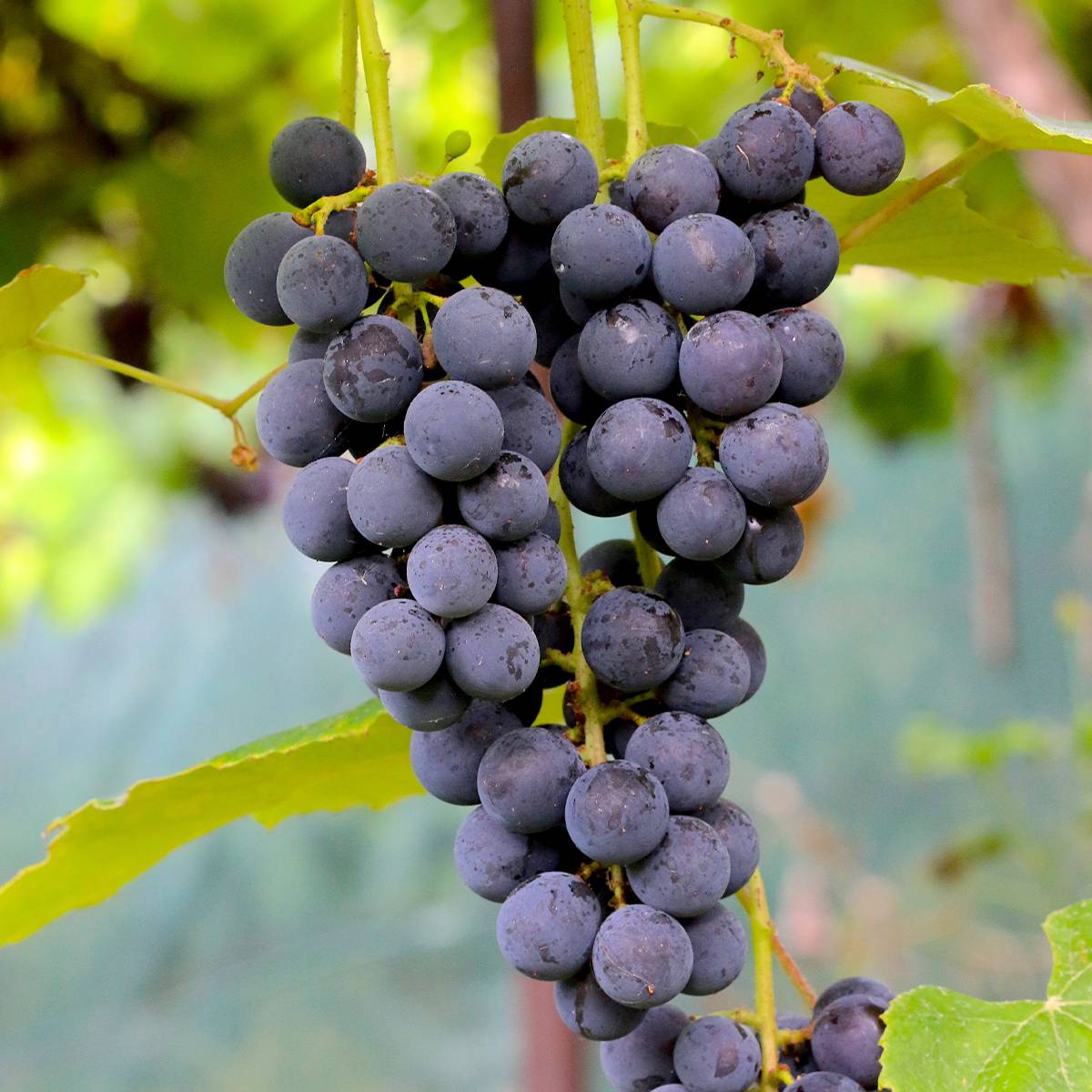 Vigne Muscat Rouge De Madere Pot de 2L/3L