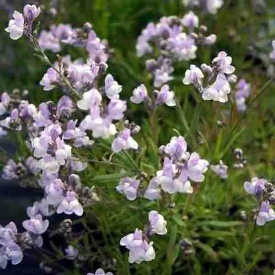 Promesse de Fleurs - Linaria anticaria Antique Silver - Linaire Godet de 8/9 cm