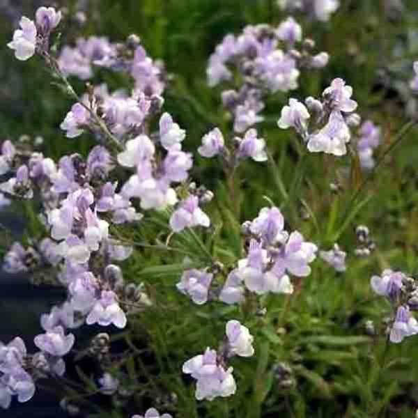 Promesse de Fleurs - Linaria anticaria Antique Silver - Linaire Godet de 8/9 cm