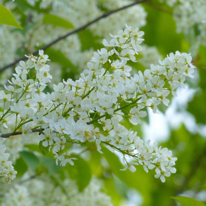 Cerisier à Grappes (Prunus Padus) - Godet - Taille 20/40cm - Pépinières Naudet - Image 1