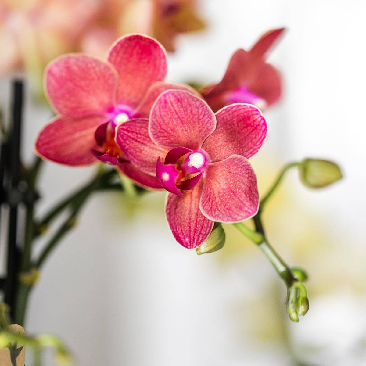 Orchidée Phalaenopsis 'Congo' rouge - Pot de 9cm - Sans cache-pot - Plantes d'intérieur - Image 6