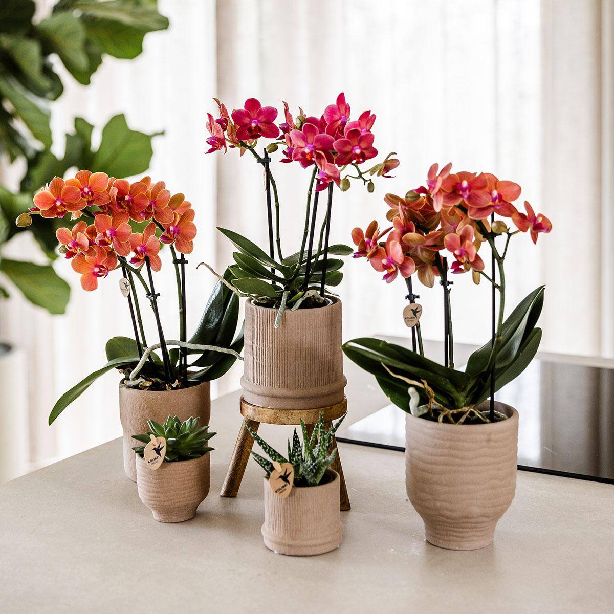 Orchidée Phalaenopsis 'Congo' rouge - Pot de 9cm - Sans cache-pot - Plantes d'intérieur - Image 3