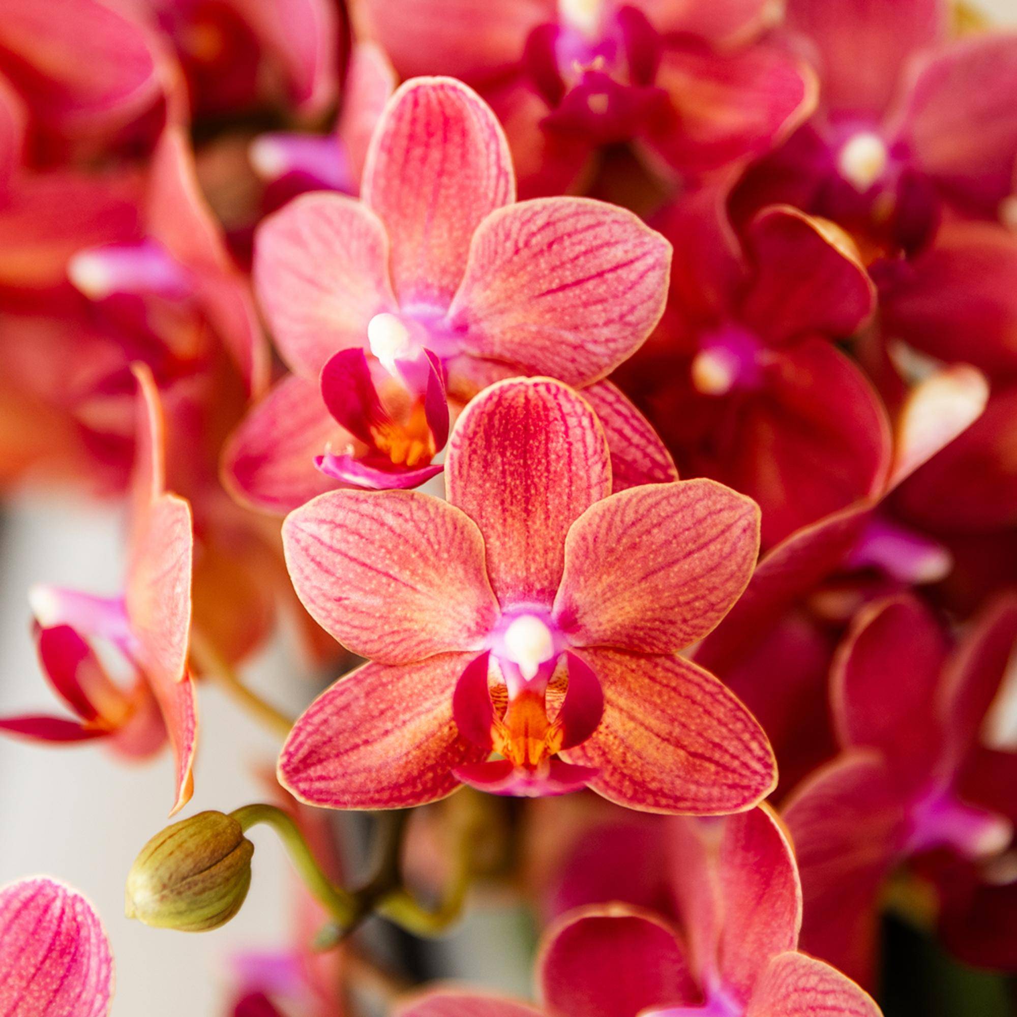 Orchidée Phalaenopsis 'Congo' rouge - Pot de 9cm - Sans cache-pot - Plantes d'intérieur - Image 2