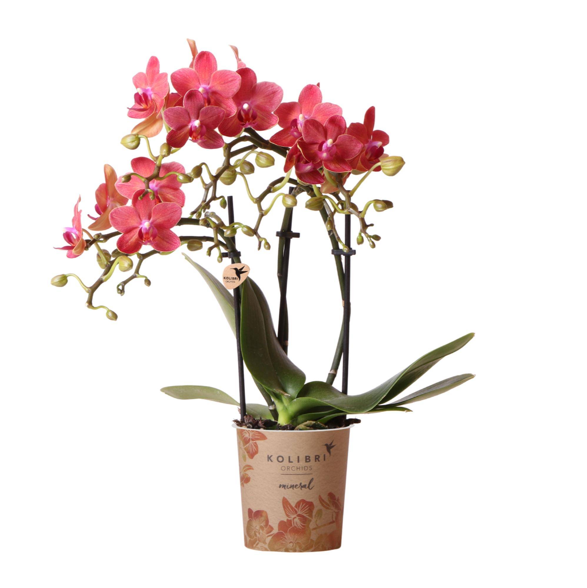 Orchidée Phalaenopsis 'Congo' rouge - Pot de 9cm - Sans cache-pot - Plantes d'intérieur - Image 1