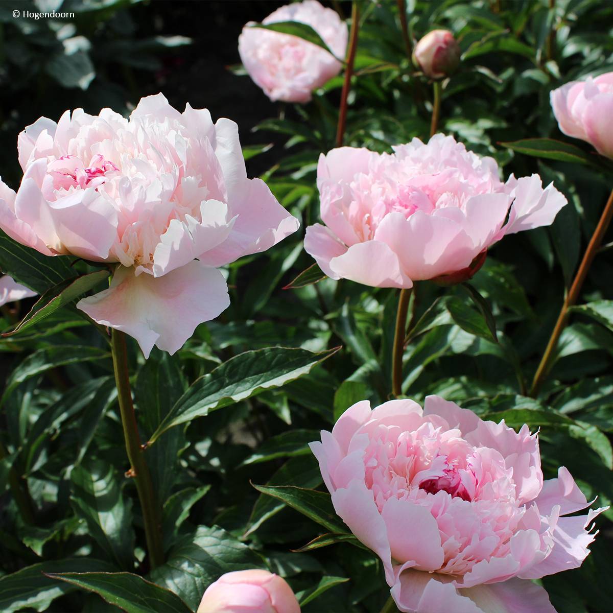 Promesse de Fleurs - Pivoine lactiflora Alertie Souche 3/5 yeux