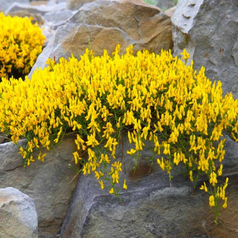 Genêt de Lydie (Genista lydia) - Godet - Taille 13/25cm - Pépinières Naudet - Image 2