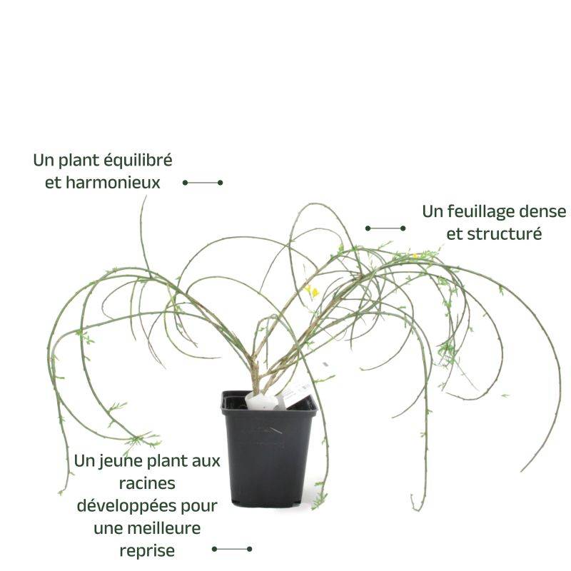 Genêt de Lydie (Genista lydia) - Godet - Taille 13/25cm - Pépinières Naudet - Image 4