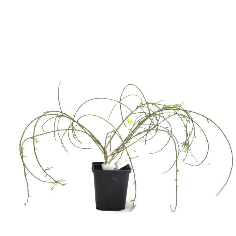 Genêt de Lydie (Genista lydia) - Godet - Taille 13/25cm - Pépinières Naudet - Image 3