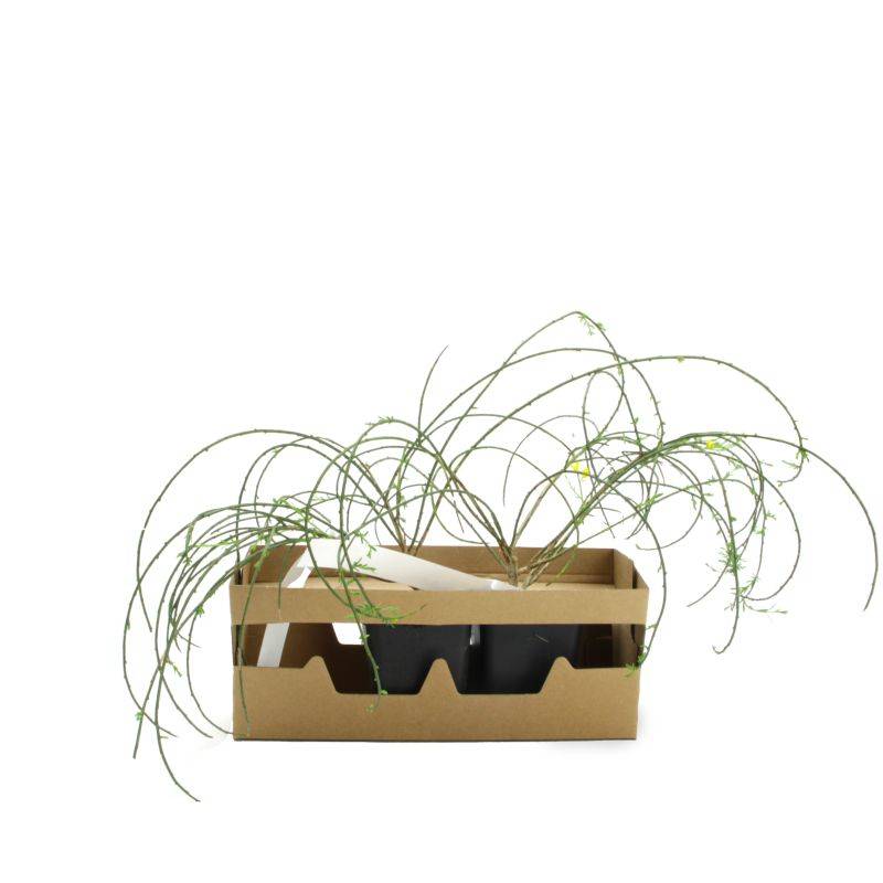 Genêt de Lydie (Genista lydia) - Godet - Taille 13/25cm - Pépinières Naudet - Image 5