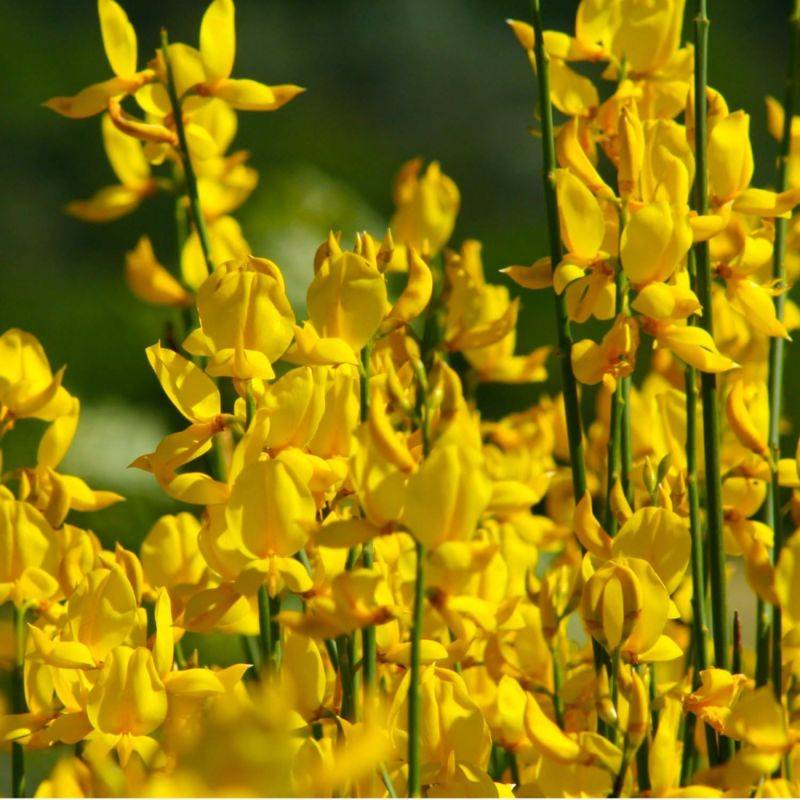 Genêt de Lydie (Genista lydia) - Godet - Taille 13/25cm - Pépinières Naudet - Image 1