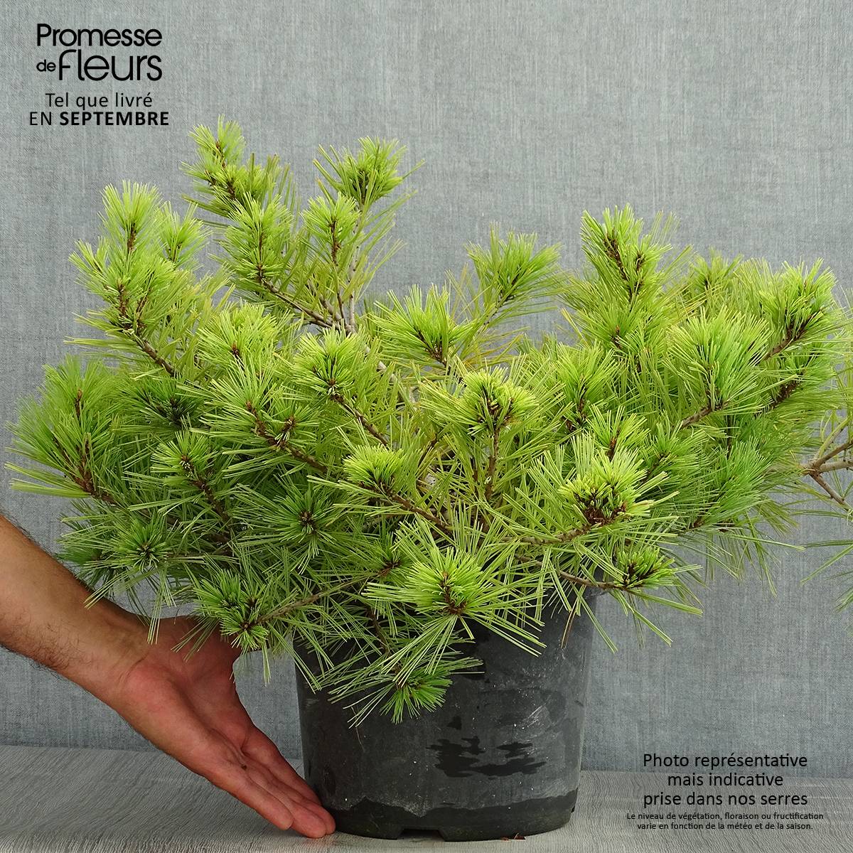 Pinus strobus Minima - Pin de Weymouth Pot de 7,5L/10L - Image 2