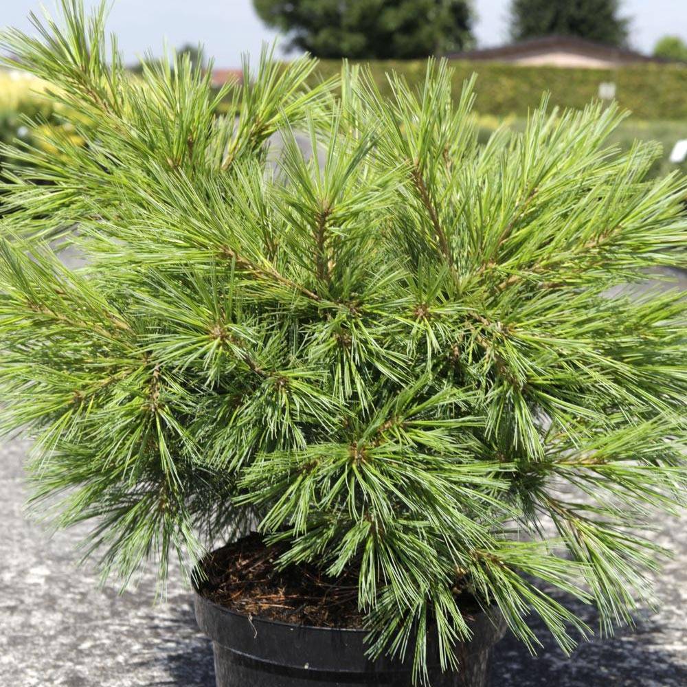 Pinus strobus Minima - Pin de Weymouth Pot de 7,5L/10L - Image 1