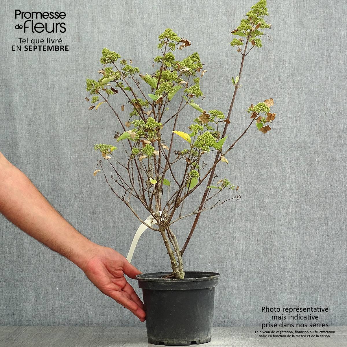 Hydrangea paniculata Prim White - Hortensia paniculé Pot de 2L/3L - Image 2