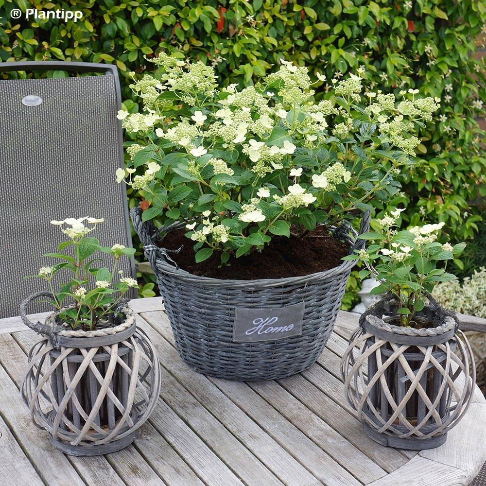 Hydrangea paniculata Prim White - Hortensia paniculé Pot de 2L/3L - Image 1