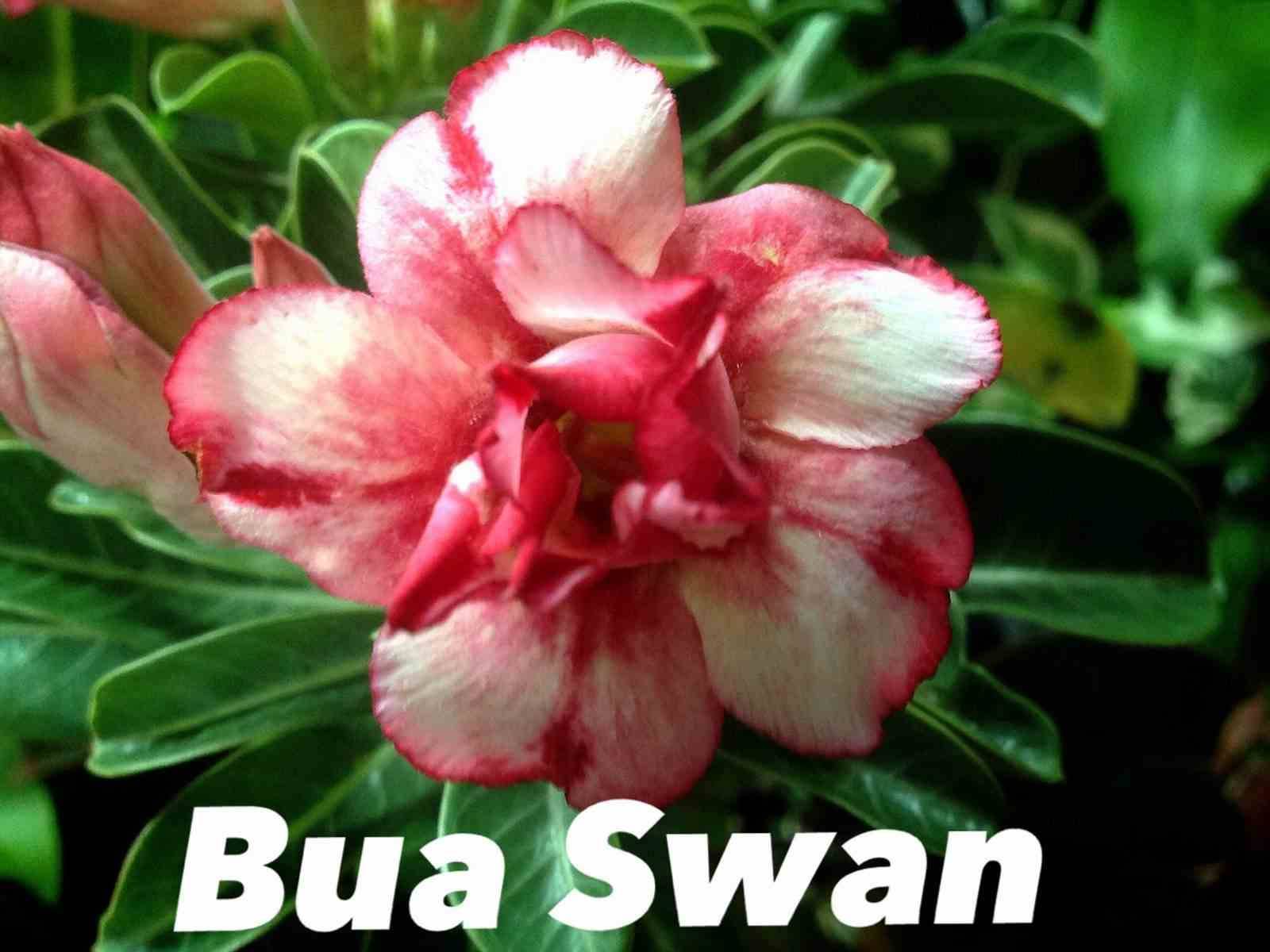 Sans Marque - Adenium obesum cv.Bua Swan Couleur floraison:Jaune Et Rouge - Taille:Caudex d'environ 2000g 25/30cm très gros caudex