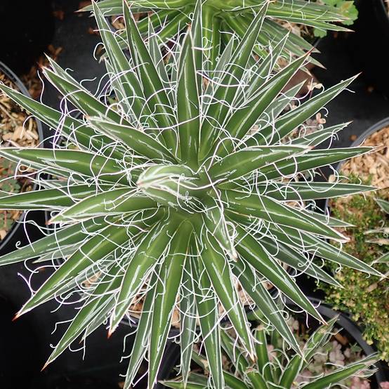 Agave multifilifera - Agave des montagnes Pot de 3L/4L