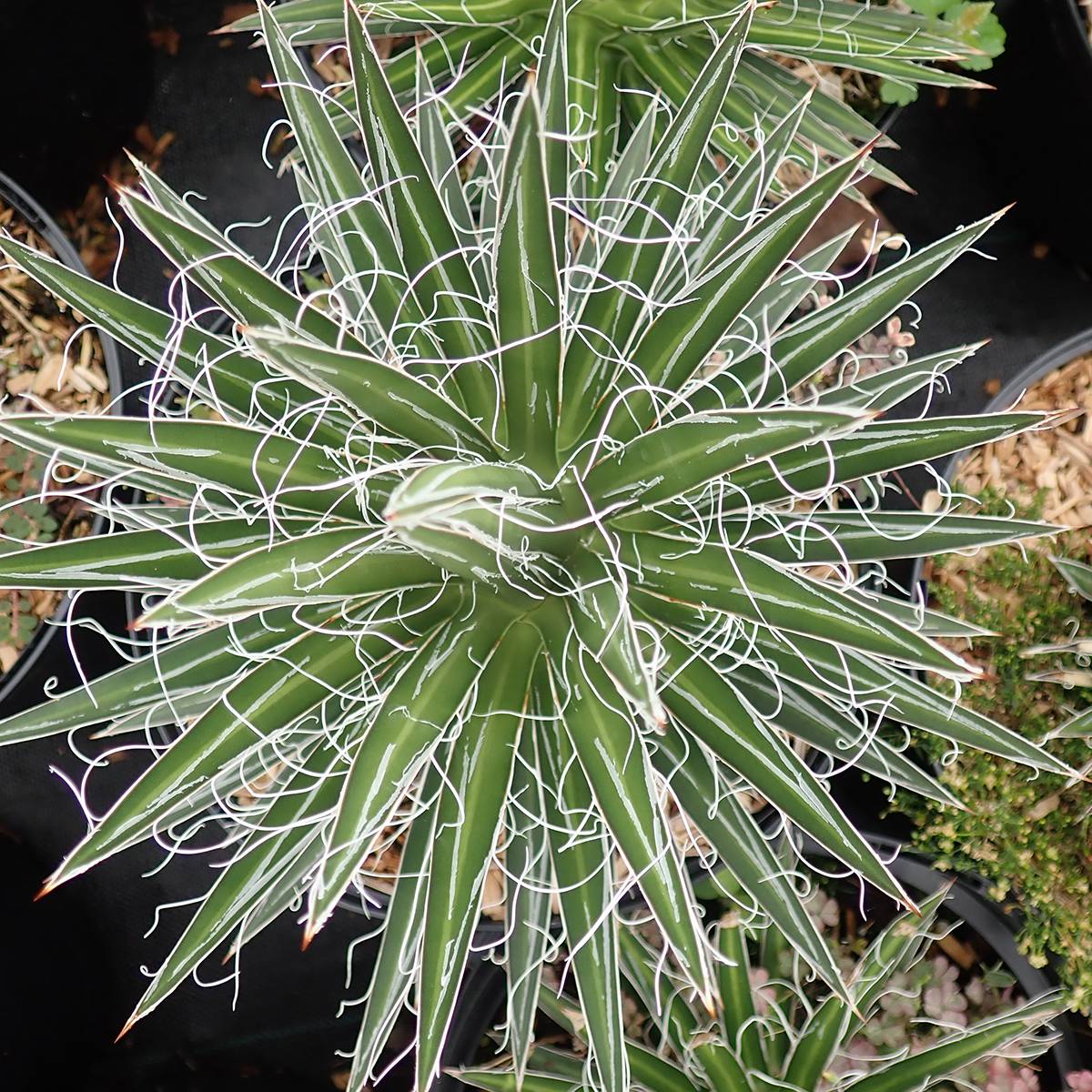 Agave multifilifera - Agave des montagnes Pot de 3L/4L