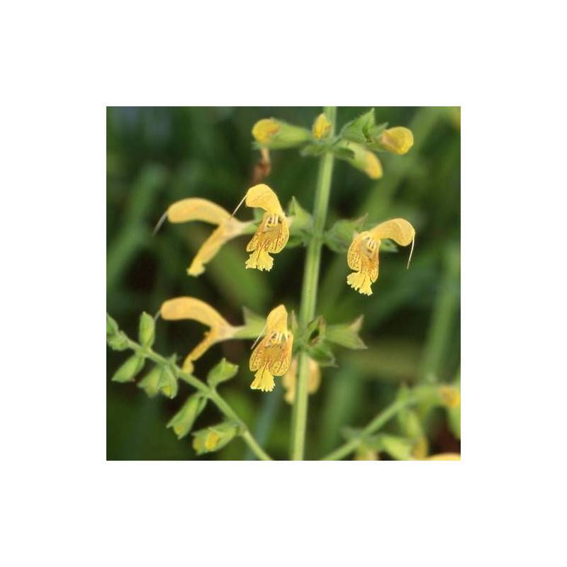 sauge glutineuse à fleurs Jaune/ - feuillage Caduc - Godet - 5/20 cm - Image 5