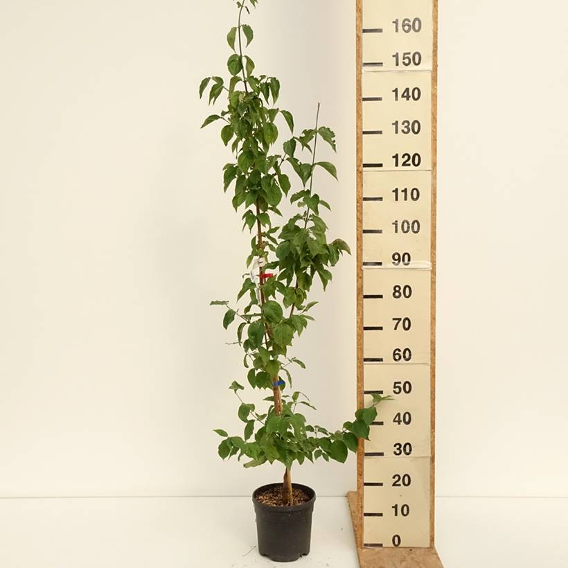 Promesse de Fleurs - Cornus mas Nikołka - Cornouiller mâle Pot de 4L/5L - Image 2
