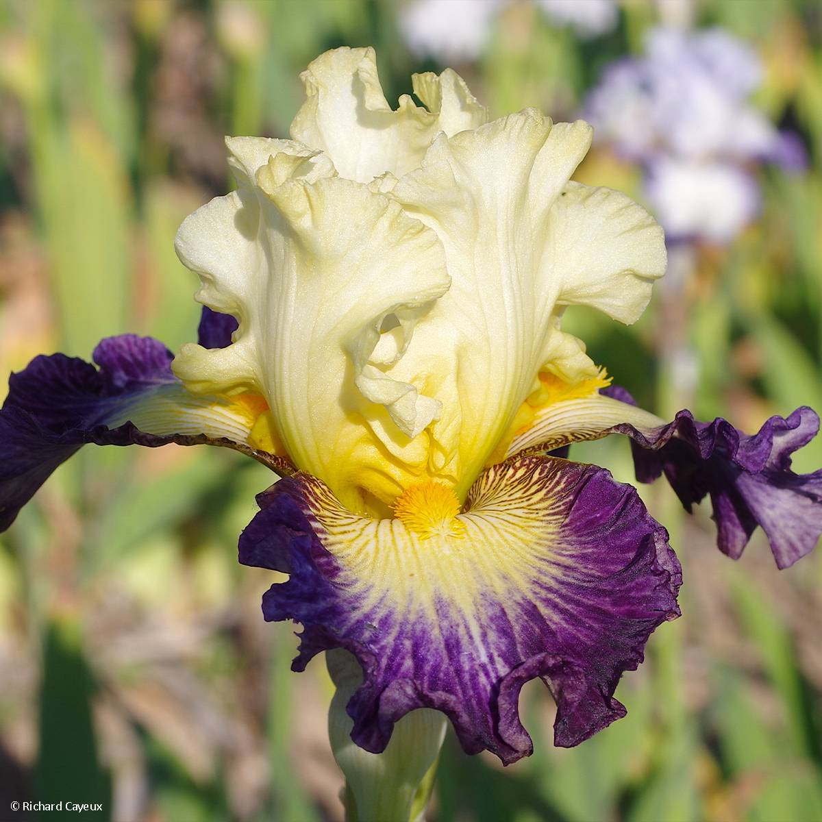 Iris germanica Italiques - Iris des Jardins Godet de 8/9 cm