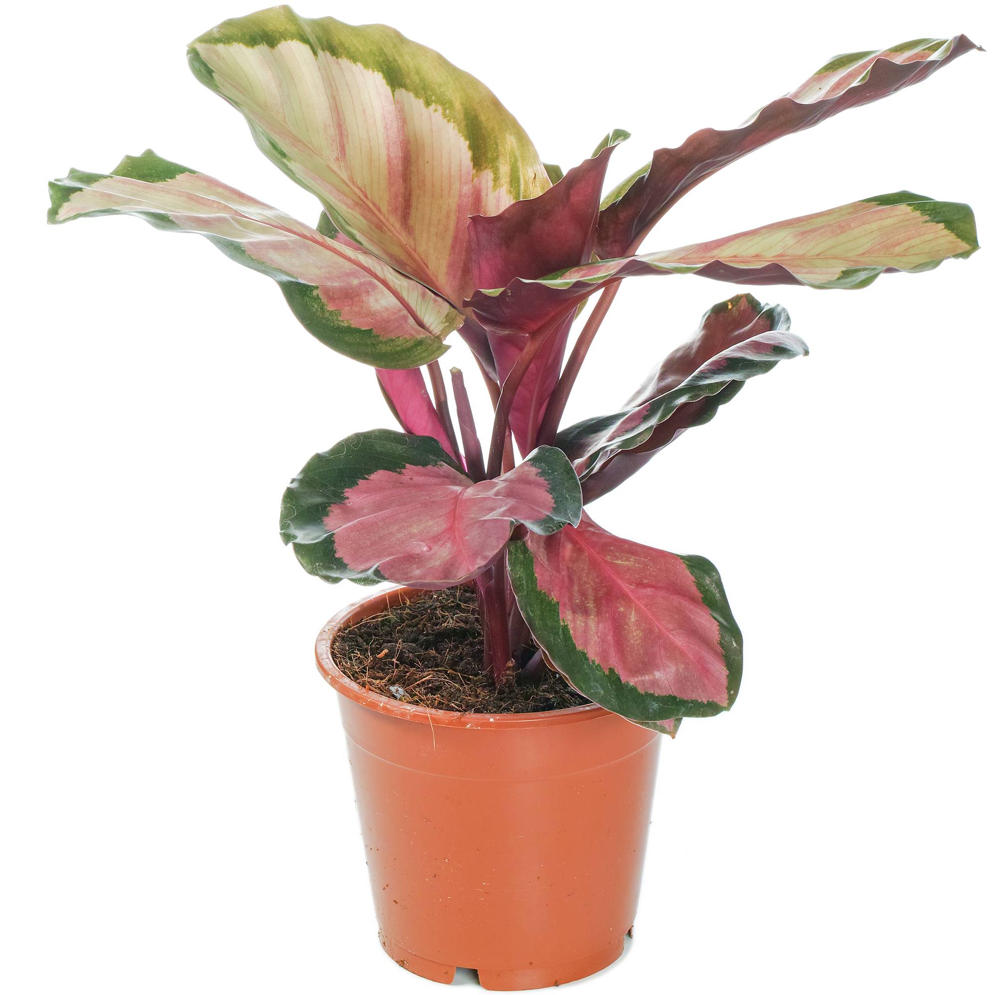 Gardenersdream - Calathea Roseopicta Lumineuse Plante D'Intérieur Rose 30-40Cm Pot Inclus - GardenersDream - Image 2