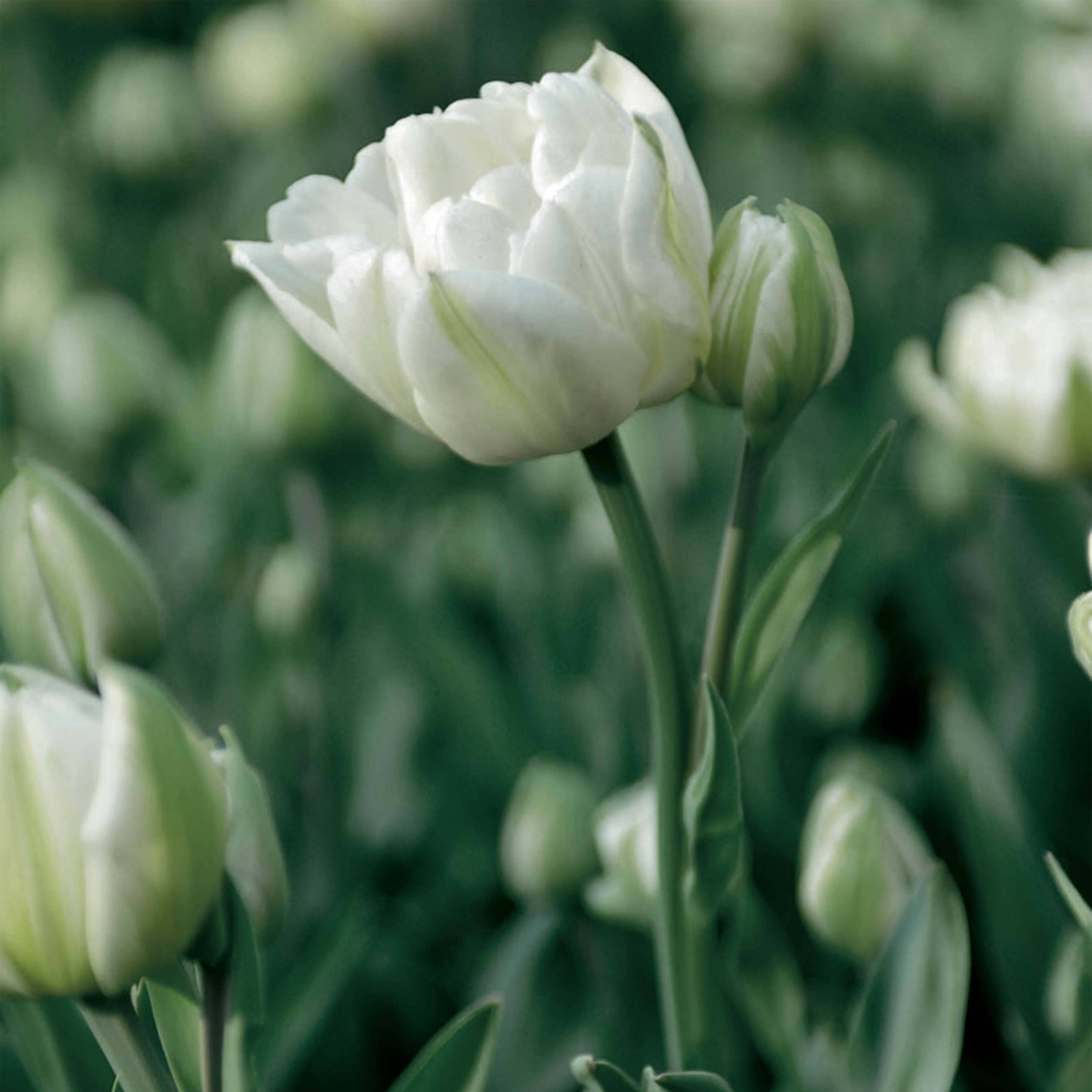 Promesse de Fleurs - Tulipe double tardive Mount Tacoma Bulbe calibre 11/12 (par 10)