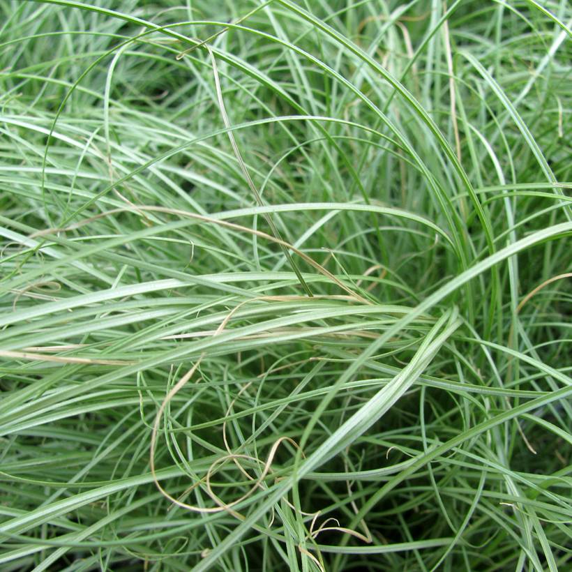 Promesse de Fleurs - Carex comans Phoenix Green - Laîche de Nouvelle-Zélande  Godet de 8/9 cm
