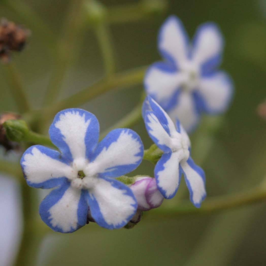 Promesse de Fleurs - Brunnera macrophylla Starry Eyes - Myosotis du Caucase  Godet de 8/9 cm